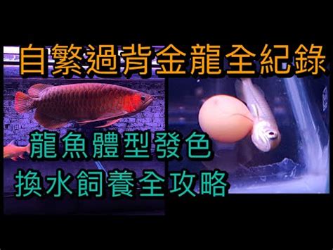 生龍水族|【生龍水族】驚爆! 生龍水族驚天內幕，打造優質水族環境揭秘